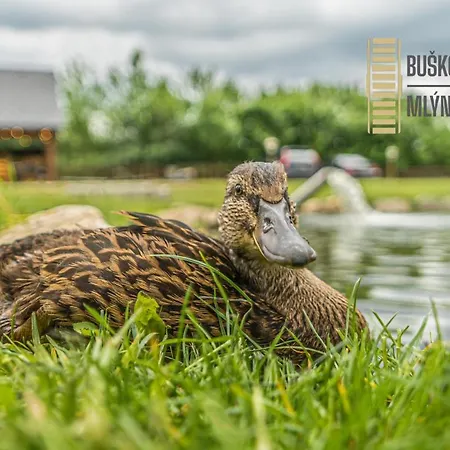 Affittacamere Buskovsky Mlyn 1580 3*