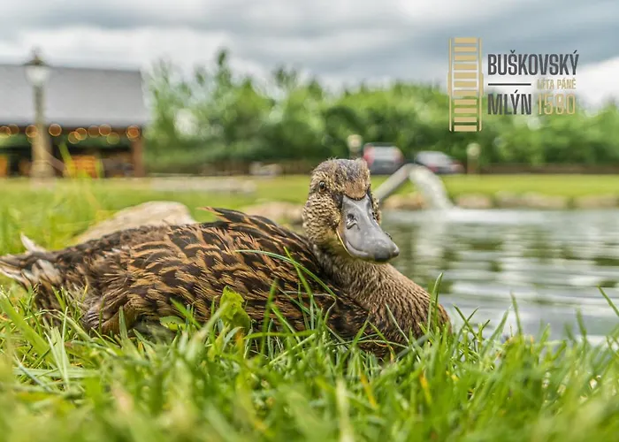 招待所 Buskovsky Mlyn 1580 3*